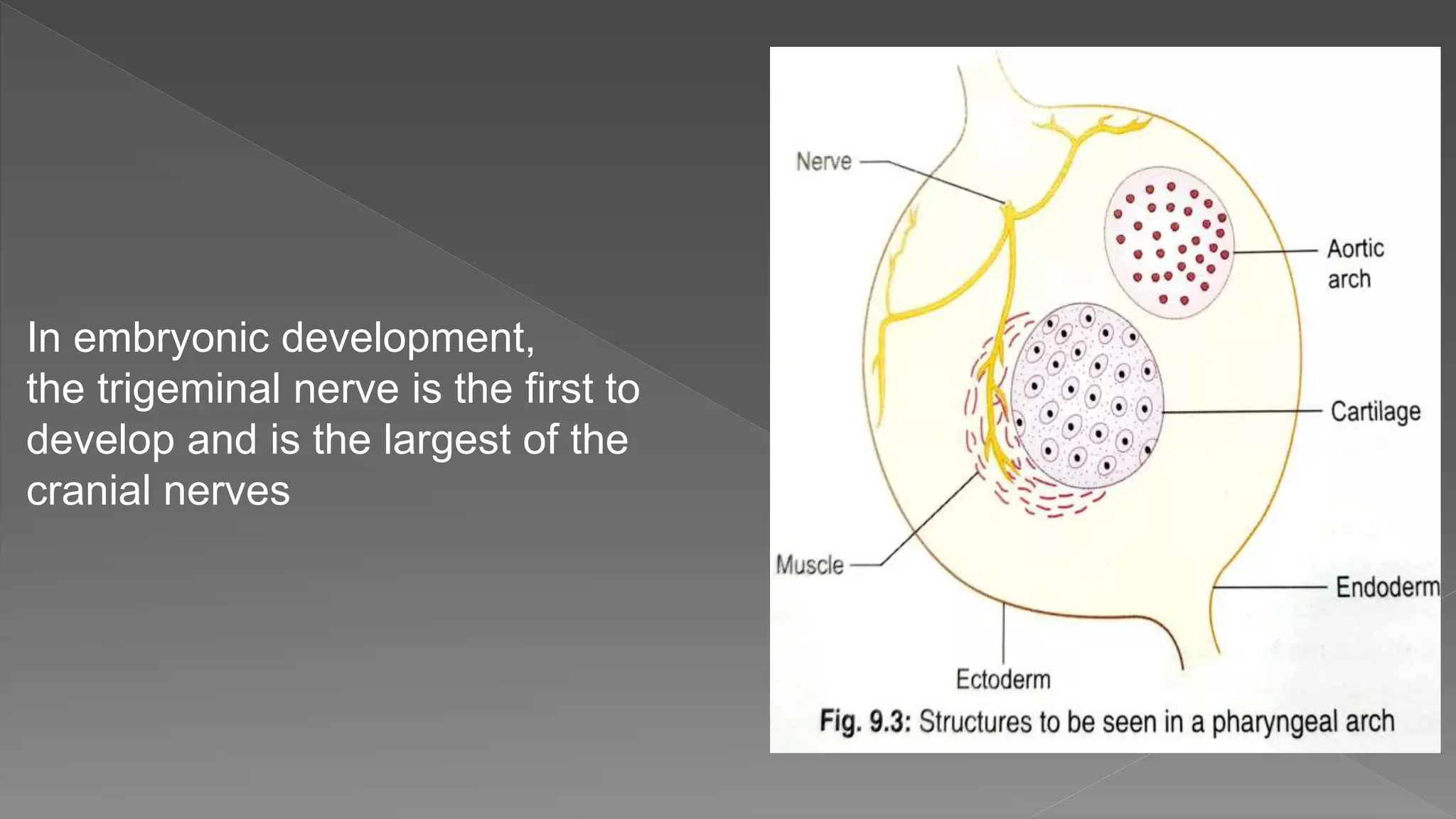 In embryonic development,
the trigeminal nerve is the first to
develop and is the largest of the
cranial nerves
 