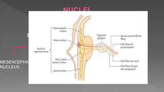 SENSORY NUCLEUS MOTOR
NUCLEU
S
MESENCEPHALIC
NUCLEUS
SUPERIOR
SENSORY
NUCLEUS
SPINAL
NUCLEUS
 