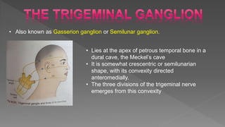 • Also known as Gasserion ganglion or Semilunar ganglion.
• Lies at the apex of petrous temporal bone in a
dural cave, the Meckel’s cave
• It is somewhat crescentric or semilunarian
shape, with its convexity directed
anteromedially.
• The three divisions of the trigeminal nerve
emerges from this convexity
 