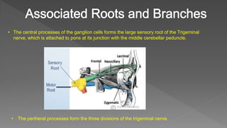 • The central processes of the ganglion cells forms the large sensory root of the Trigeminal
nerve, which is attached to pons at its junction with the middle cerebellar peduncle.
• The periheral processes form the three divisions of the trigeminal nerve.
 