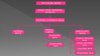 OPHTHALMIC NERVE
ARISES FROM TRIGEMINAL
GANGLION
CROSSES CAVERNOUS SINUS
LACRIMAL
NERVE
FRONTA
L NERVE
NASOCILIARY
NERVE
Supratrochlear
nerve
Posterior ethmoidal
nerve
Anterior ethmoidal
nerve
Infratrochlear nerve
Long ciliary nerve
Supraorbital
nerve
 