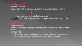 1. LACRIMAL NERVE
 smallest branch
 connected with zygomaticotemporal branch of maxillary nerve
secretomotor fibres to lacrimal gland
 supplies : lacrimal gland and skin of upper eyelid and conjunctiva
2. FRONTAL NERVE
 largest branch
 runs b/w levator palpebrae superioris and periosteum lining the roof
of orbit
 divides into :
i. Supraorbital nerve : supplies skin of forehead and scalp upto the vertex
ii. Supratrochlear nerve : supplies upper eyelid and conjunctiva
 