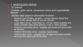  3. NASOCILIARY NERVE
 3rd branch
 crosses optic nerve, cavernous sinus and supraorbital
fissure
 divides near anterior ethmoidal foramen :
i. Sensory root of ciliary ganglion : carries sensory fibres that
begin in the cornea, the iris and the choroid
ii. Long ciliary nerve : innervates iris, cornea, dilator pupillae and
ciliary muscles. Also gives sensory roots to ciliary ganglia.
iii. Posterior ethmoidal nerve : supplies ethmoidal and sphenoidal
air sinuses
iv. Anterior ethmoidal nerve : supplies nasal cavity
v. Infratrochlear nerve : supplies skin of upper and lower eyelids
and over the upper part of the nose
 