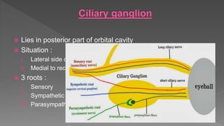  Lies in posterior part of orbital cavity
 Situation :
i. Lateral side of optic nerve
ii. Medial to rectus lateralis muscle
 3 roots :
i. Sensory
ii. Sympathetic
iii. Parasympathetic
 