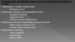 Branches from the Maxillary Nerve can be divided into the following
groups :
1. Branches in middle cranial fossa
i. Meningeal branch
2. Branches arising in pterygopalatine fossa
i. Ganglionic branches
ii. Zygomatic nerve
iii. Posterior superior alveolar nerve
3. Branches arising in infraorbital groove and canal
i. Middle superior alveolar nerve
ii. Anterior superior alveolar nerve
4. Branches in the face
i. Inferior palpebral
ii. Lateral nasal
iii. Superior labial
 