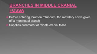  Before entering foramen rotundum, the maxillary nerve gives
off a meningeal branch
 Supplies duramater of middle cranial fossa
 
