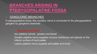 A. GANGLIONIC BRANCHES
In pterygopalatine fossa, the maxillary nerve is connected to the pterygopalatine
ganglion by ganglionic branches
i. Branches to the palate :
 two palatine nerves : greater and lesser
 Greater palatine nerve supplies mucous membrane and glands on the
inferior surface of hard palate
 Lesser palatine nerve supplies soft palate and tonsil
 