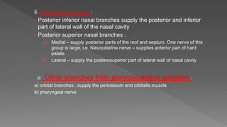 ii. Branches to the nose :
 Posterior inferior nasal branches supply the posterior and inferior
part of lateral wall of the nasal cavity
 Posterior superior nasal branches :
a) Medial – supply posterior parts of the roof and septum. One nerve of this
group is large, i.e. Nasopalatine nerve – supplies anterior part of hard
palate.
b) Lateral – supply the posterosuperior part of lateral wall of nasal cavity
iii. Other branches from pterygopalatine ganglion :
a) orbital branches : supply the periosteum and orbitalis muscle
b) pharyngeal nerve
 
