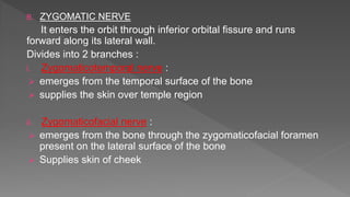 B. ZYGOMATIC NERVE
It enters the orbit through inferior orbital fissure and runs
forward along its lateral wall.
Divides into 2 branches :
i. Zygomaticotemporal nerve :
 emerges from the temporal surface of the bone
 supplies the skin over temple region
ii. Zygomaticofacial nerve :
 emerges from the bone through the zygomaticofacial foramen
present on the lateral surface of the bone
 Supplies skin of cheek
 