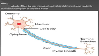 Nerve :
A bundle of fibers that uses chemical and electrical signals to transmit sensory and motor
information from one part of the body to the another.
 