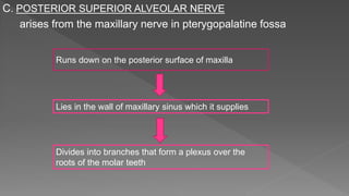 C. POSTERIOR SUPERIOR ALVEOLAR NERVE
arises from the maxillary nerve in pterygopalatine fossa
Runs down on the posterior surface of maxilla
Lies in the wall of maxillary sinus which it supplies
Divides into branches that form a plexus over the
roots of the molar teeth
 