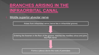 1. Middle superior alveolar nerve
Arises from infraorbital nerve (nerve lies in infraorbital groove)
Entering the foramen in the floor of the groove, reaches the maxillary sinus and joins
the PSA nerve
Forms a plexus above the roots of premolars
 