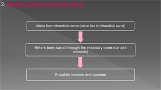 2. Anterior Superior Alveolar Nerve
Arises from infraorbital nerve (nerve lies in infraorbital canal)
Enters bony canal through the maxillary bone (canalis
sinuosis)
Supplies incisors and canines
 