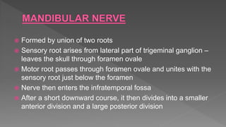  Formed by union of two roots
 Sensory root arises from lateral part of trigeminal ganglion –
leaves the skull through foramen ovale
 Motor root passes through foramen ovale and unites with the
sensory root just below the foramen
 Nerve then enters the infratemporal fossa
 After a short downward course, it then divides into a smaller
anterior division and a large posterior division
 