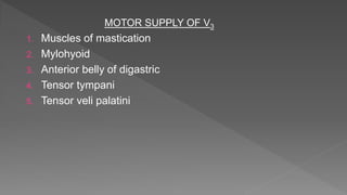 MOTOR SUPPLY OF V3
1. Muscles of mastication
2. Mylohyoid
3. Anterior belly of digastric
4. Tensor tympani
5. Tensor veli palatini
 