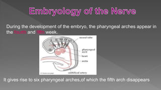 During the development of the embryo, the pharyngeal arches appear in
the fourth and fifth week.
It gives rise to six pharyngeal arches,of which the fifth arch disappears
 