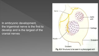 In embryonic development,
the trigeminal nerve is the first to
develop and is the largest of the
cranial nerves
 