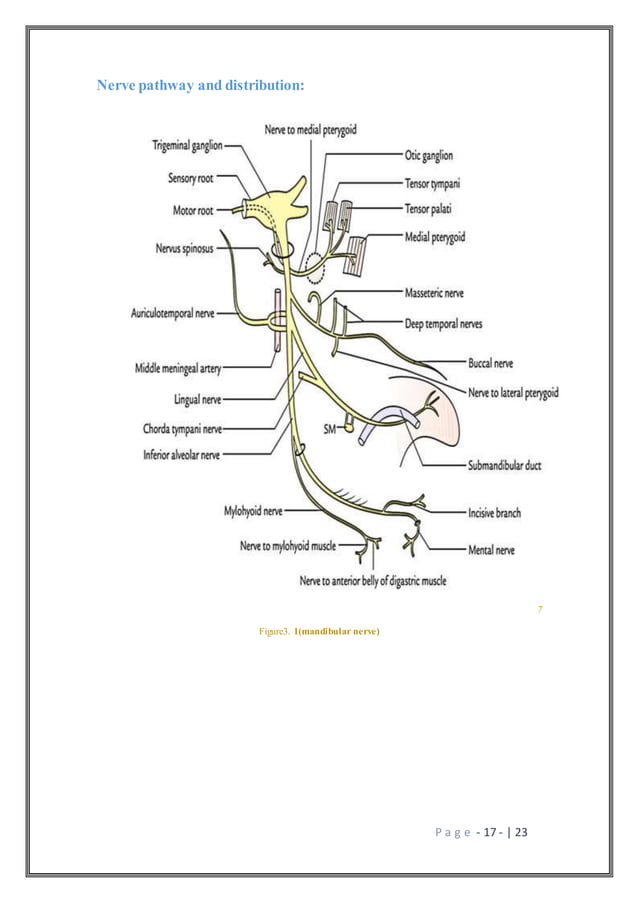 Trigeminal nerve the maxillary and the mandibular branches1 | PDF