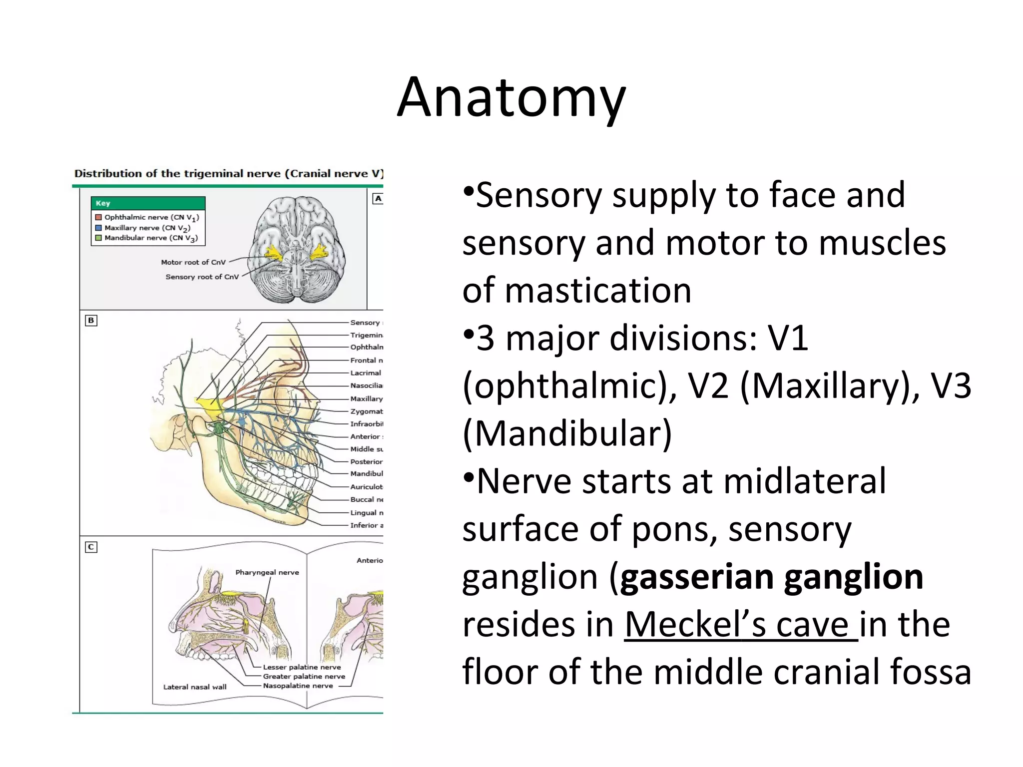 Anatomy Sensory supply to face and sensory and motor to muscles of mastication 3 major divisions: V1 (ophthalmic), V2 (Maxillary), V3 (Mandibular) Nerve starts at midlateral surface of pons, sensory ganglion ( gasserian ganglion  resides in  Meckel ’s cave  in the floor of the middle cranial fossa 