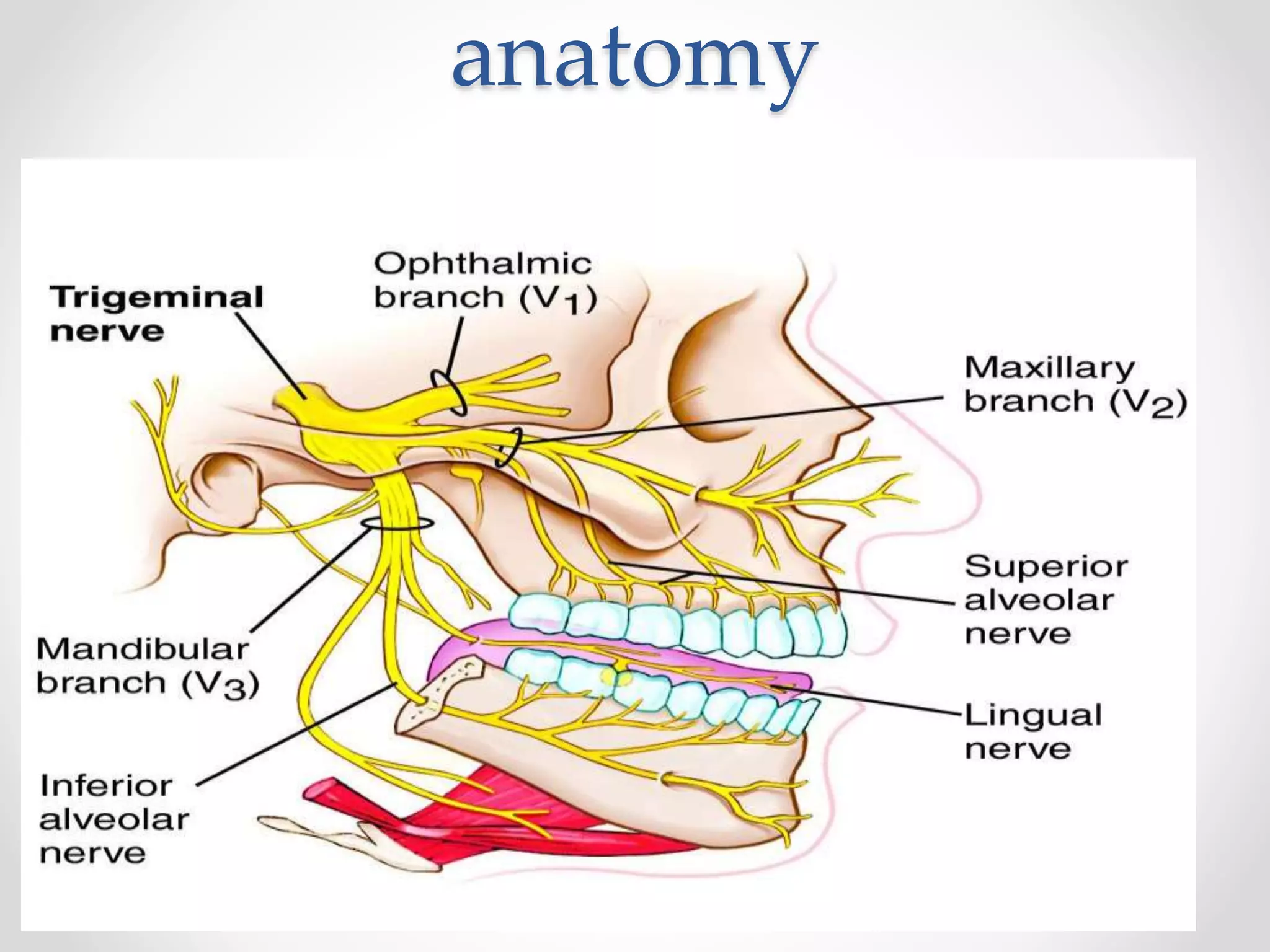 anatomy
 