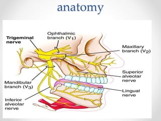 anatomy
 