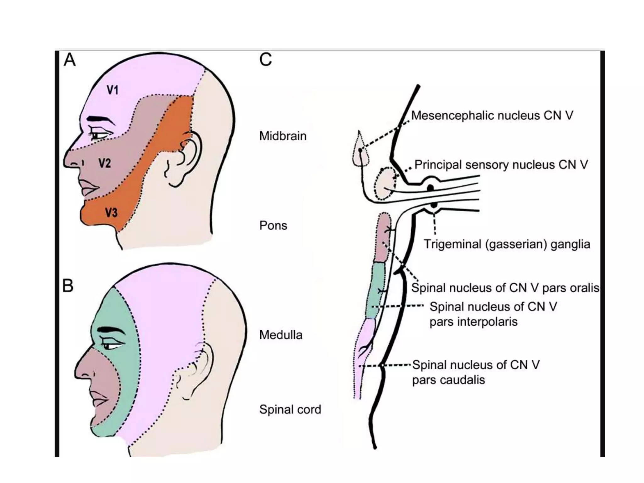 Trigeminal neuralgia PPT