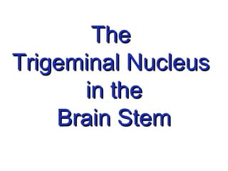 TheThe
Trigeminal NucleusTrigeminal Nucleus
in thein the
Brain StemBrain Stem
 