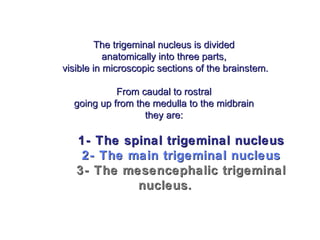 The trigeminal nucleus is dividedThe trigeminal nucleus is divided
anatomically into three parts,anatomically into three parts,
visible in microscopic sections of the brainstem.visible in microscopic sections of the brainstem.
From caudal to rostralFrom caudal to rostral
going up from the medulla to the midbraingoing up from the medulla to the midbrain
they are:they are:
1- The spinal trigeminal nucleus1- The spinal trigeminal nucleus
2- The main trigeminal nucleus2- The main trigeminal nucleus
3- The mesencephalic trigeminal3- The mesencephalic trigeminal
nucleus.nucleus.
 