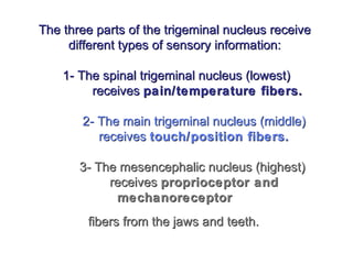 The three parts of the trigeminal nucleus receiveThe three parts of the trigeminal nucleus receive
different types of sensory information:different types of sensory information:
1- The spinal trigeminal nucleus (lowest)1- The spinal trigeminal nucleus (lowest)
receivesreceives pain/temperature fibers.pain/temperature fibers.
2- The main trigeminal nucleus (middle)2- The main trigeminal nucleus (middle)
receivesreceives touch/position fibers.touch/position fibers.
3- The mesencephalic nucleus (highest)3- The mesencephalic nucleus (highest)
receivesreceives proprioceptor andproprioceptor and
mechanoreceptormechanoreceptor
fibers from the jaws and teeth.fibers from the jaws and teeth.
 