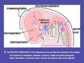 Trigeminal
Ganglion
 