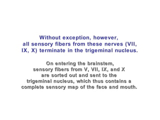 Without exception, however,
all sensory fibers from these nerves (VII,
IX, X) terminate in the trigeminal nucleus.
On entering the brainstem,On entering the brainstem,
sensory fibers from V, VII, IX, and Xsensory fibers from V, VII, IX, and X
are sorted out and sent to theare sorted out and sent to the
trigeminal nucleus, which thus contains atrigeminal nucleus, which thus contains a
complete sensory map of the face and mouth.complete sensory map of the face and mouth.
 