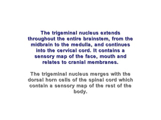 The trigeminal nucleus extendsThe trigeminal nucleus extends
throughout the entire brainstem, from thethroughout the entire brainstem, from the
midbrain to the medulla, and continuesmidbrain to the medulla, and continues
into the cervical cord. It contains ainto the cervical cord. It contains a
sensory map of the face, mouth andsensory map of the face, mouth and
relates to cranial membranes.relates to cranial membranes.
The trigeminal nucleus merges with theThe trigeminal nucleus merges with the
dorsal horn cells of the spinal cord whichdorsal horn cells of the spinal cord which
contain a sensory map of the rest of thecontain a sensory map of the rest of the
body.body.
 