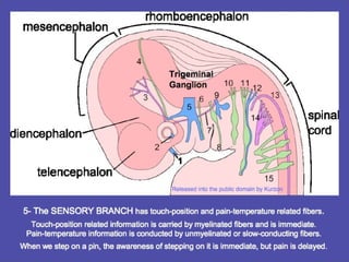 Trigeminal
Ganglion(5)
 