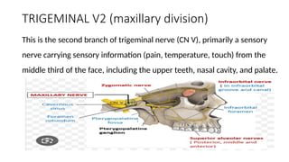 TRIGEMINAL V2 (maxillary division)
This is the second branch of trigeminal nerve (CN V), primarily a sensory
nerve carrying sensory information (pain, temperature, touch) from the
middle third of the face, including the upper teeth, nasal cavity, and palate.
 