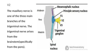 V2
The maxillary nerve is
one of the three main
branches of the
trigeminal nerve. The
trigeminal nerve arises
from the
brainstem(specifically
from the pons).
 