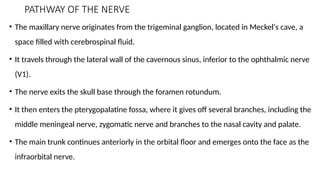 PATHWAY OF THE NERVE
• The maxillary nerve originates from the trigeminal ganglion, located in Meckel's cave, a
space filled with cerebrospinal fluid.
• It travels through the lateral wall of the cavernous sinus, inferior to the ophthalmic nerve
(V1).
• The nerve exits the skull base through the foramen rotundum.
• It then enters the pterygopalatine fossa, where it gives off several branches, including the
middle meningeal nerve, zygomatic nerve and branches to the nasal cavity and palate.
• The main trunk continues anteriorly in the orbital floor and emerges onto the face as the
infraorbital nerve.
 