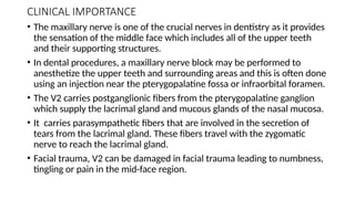 CLINICAL IMPORTANCE
• The maxillary nerve is one of the crucial nerves in dentistry as it provides
the sensation of the middle face which includes all of the upper teeth
and their supporting structures.
• In dental procedures, a maxillary nerve block may be performed to
anesthetize the upper teeth and surrounding areas and this is often done
using an injection near the pterygopalatine fossa or infraorbital foramen.
• The V2 carries postganglionic fibers from the pterygopalatine ganglion
which supply the lacrimal gland and mucous glands of the nasal mucosa.
• It carries parasympathetic fibers that are involved in the secretion of
tears from the lacrimal gland. These fibers travel with the zygomatic
nerve to reach the lacrimal gland.
• Facial trauma, V2 can be damaged in facial trauma leading to numbness,
tingling or pain in the mid-face region.
 