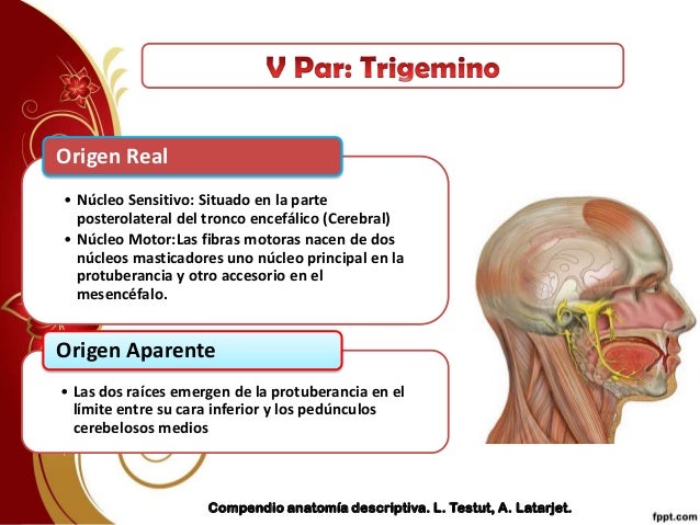 Origen del nervio trigemino pdf