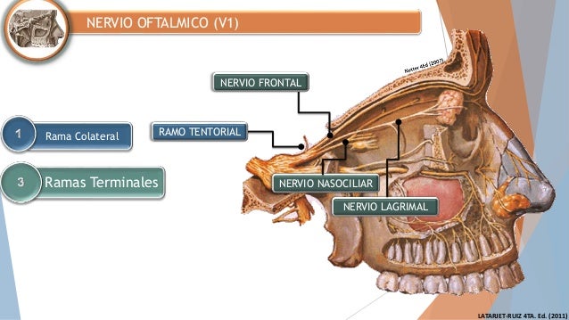 Resultado de imagen para nervio oftalmico