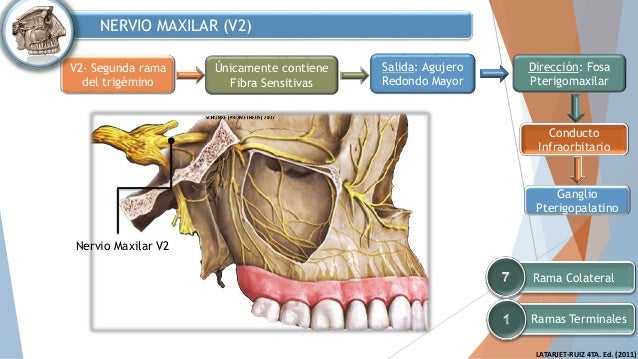 Resultado de imagen para la rama maxilar (V2),