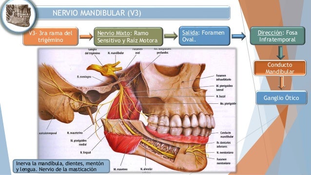 Resultado de imagen para La rama mandibular (V3):