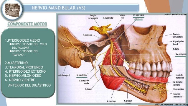 N.Mandiibular