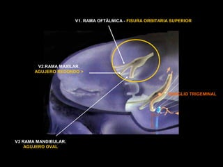 GANGLIO TRIGEMINAL
V1. RAMA OFTÀLMICA - FISURA ORBITARIA SUPERIOR
V2.RAMA MAXILAR.
AGUJERO REDONDO >
V3 RAMA MANDIBULAR.
AGUJERO OVAL
 