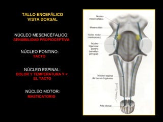 TALLO ENCEFÁLICO
VISTA DORSAL
NÚCLEO MESENCÈFALICO:
SENSIBILIDAD PROPIOCEPTIVA
NÚCLEO PONTINO:
TACTO
NÚCLEO ESPINAL:
DOLOR Y TEMPERATURA Y <
EL TACTO
NÚCLEO MOTOR:
MASTICATORIO
 