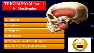 TRIGEMINO Motor o
N. Masticador
M. Temporal
M. Masetero
M.Pterigoides
M.Milohioideo
M. Vientre anterior del Ms. Digástrico
Musc. Del Martillo y Peristafilino Ext.
 