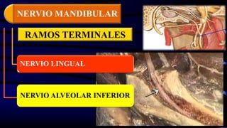 RAMOS TERMINALES
NERVIO LINGUAL
NERVIO ALVEOLAR INFERIOR
NERVIO MANDIBULAR
 