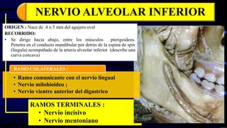 NERVIO ALVEOLAR INFERIOR
RAMOS TERMINALES :
• Nervio incisivo
• Nervio mentoniano
• Ramo comunicante con el nervio lingual
• Nervio milohioideo ;
• Nervio vientre anterior del digastrico
RAMO COLATERALES :
ORIGEN : Nace de 4 o 5 mm del agujero oval
RECORRIDO:
• Se dirige hacia abajo, entre los músculos pterigoideos.
Penetra en el conducto mandibular por detrás de la espina de spix
(lingula) acompañado de la arteria alveolar inferior (describe una
curva concava)
 