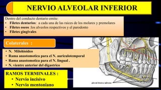 Dentro del conducto dentario emite:
• Filetes dentarios: a cada una de las raices de los molares y premolares
• Filetes oseos :los alveolos respectivos y el parodonto
• Filetes gingivales
Colaterales :
• N. Milohioideo
• Rama anastomotica para el N. auriculotemporal
• Rama anastomotica para el N. lingual .
• N. vientre anterior del digastrico
NERVIO ALVEOLAR INFERIOR
RAMOS TERMINALES :
• Nervio incisivo
• Nervio mentoniano
 