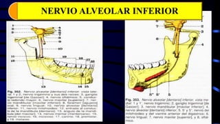 NERVIO ALVEOLAR INFERIOR
 