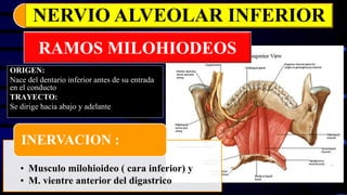 RAMOS MILOHIODEOS
ORIGEN:
Nace del dentario inferior antes de su entrada
en el conducto
TRAYECTO:
Se dirige hacia abajo y adelante
NERVIO ALVEOLAR INFERIOR
• Musculo milohioideo ( cara inferior) y
• M. vientre anterior del digastrico
INERVACION :
 